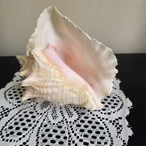 Large Vintage Conch Shell